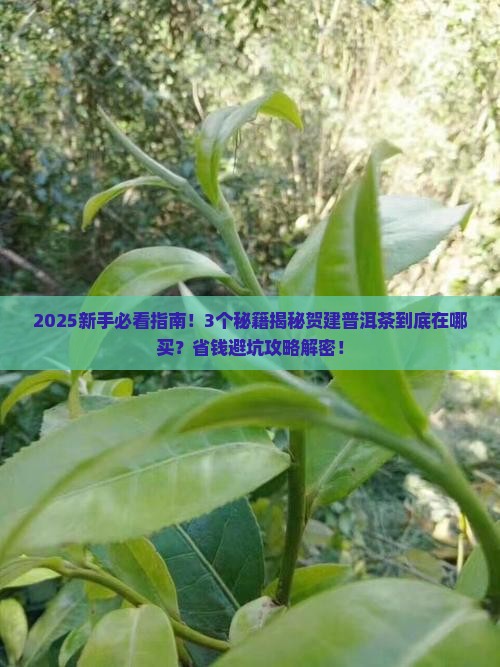 贺建普洱茶在哪