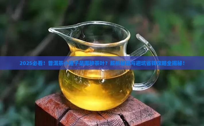 普洱茶小锤子是什么茶叶