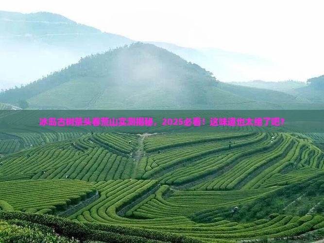 冰岛古树茶头春荒山 冰岛古树茶头春荒山