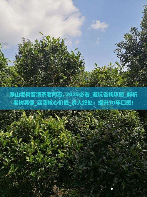 深山老树普洱茶老同志