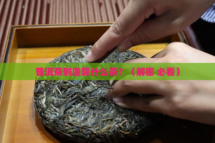 普洱茶是属于什么茶中