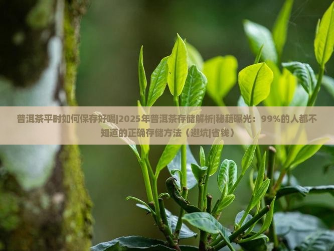 普洱茶平时如何保存好喝
