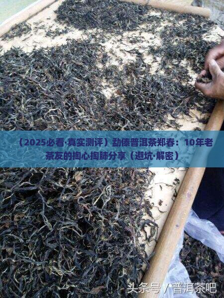勐傣普洱茶郑春