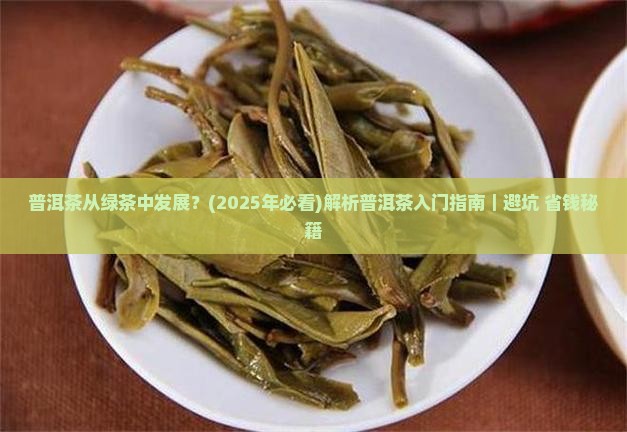 普洱茶从绿茶中发展