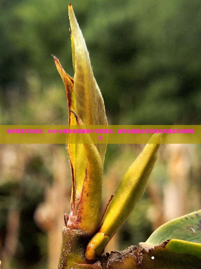 茶叶哪里可以卖掉