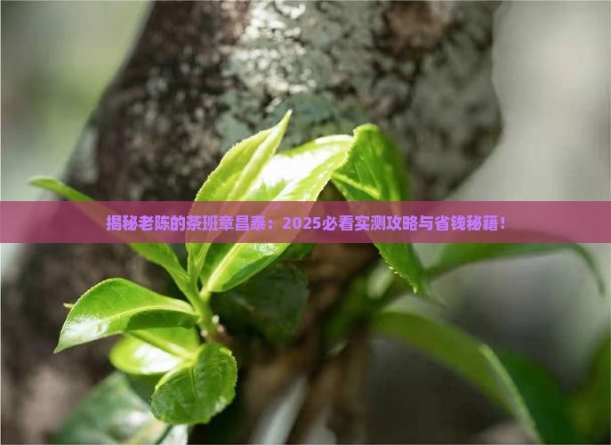 老陈的茶班章昌泰