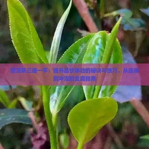普洱茶三通一平