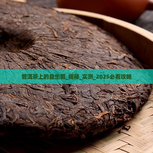 普洱茶上的益生菌
