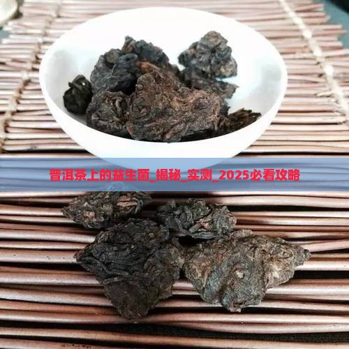 普洱茶上的益生菌