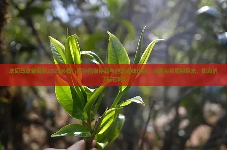 庆同马龙普洱茶