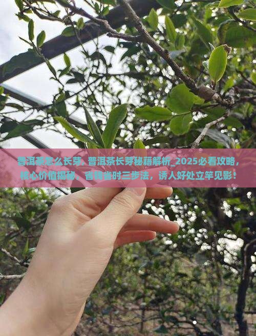 普洱茶怎么长芽