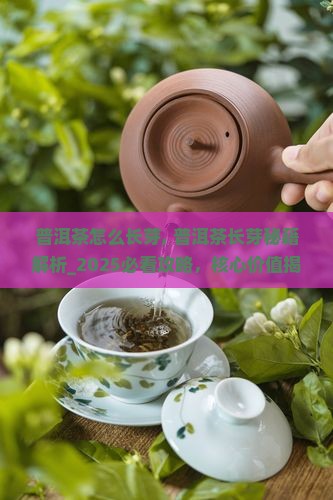 普洱茶怎么长芽