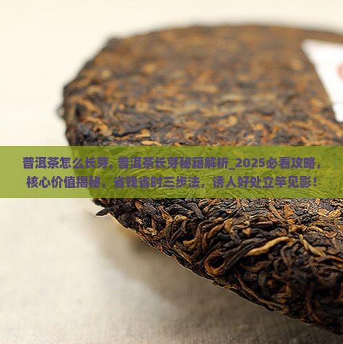 普洱茶怎么长芽