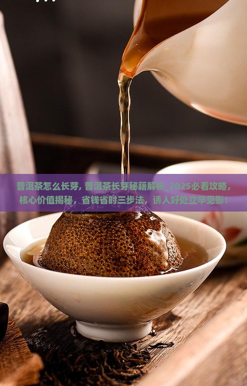 普洱茶怎么长芽