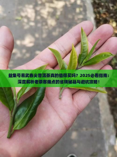 益集号易武春尖普洱茶