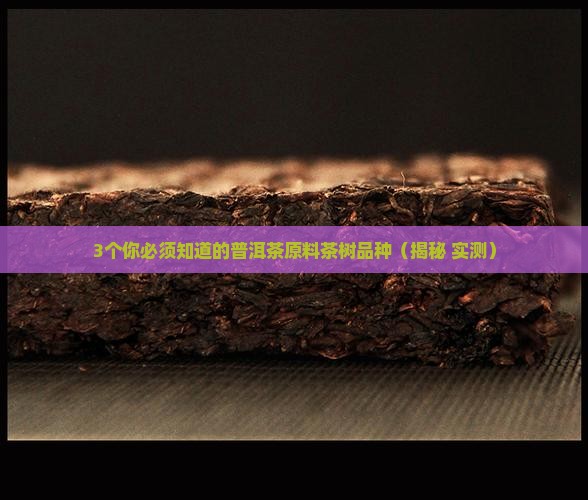 普洱茶原料茶树品种为