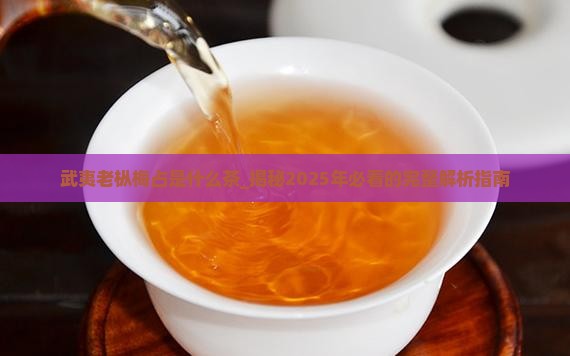 武夷老枞梅占是什么茶