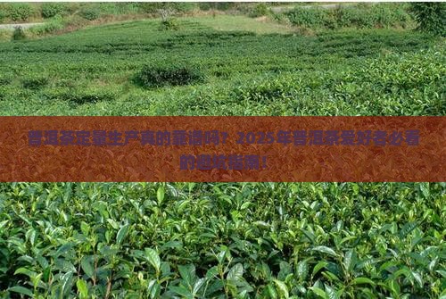 普洱茶定量生产