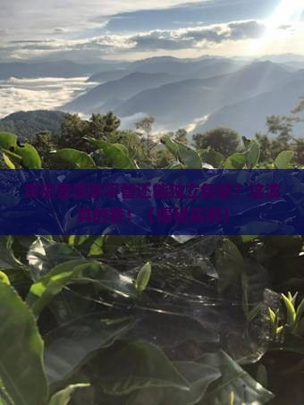 青柑普洱茶平替独立包装