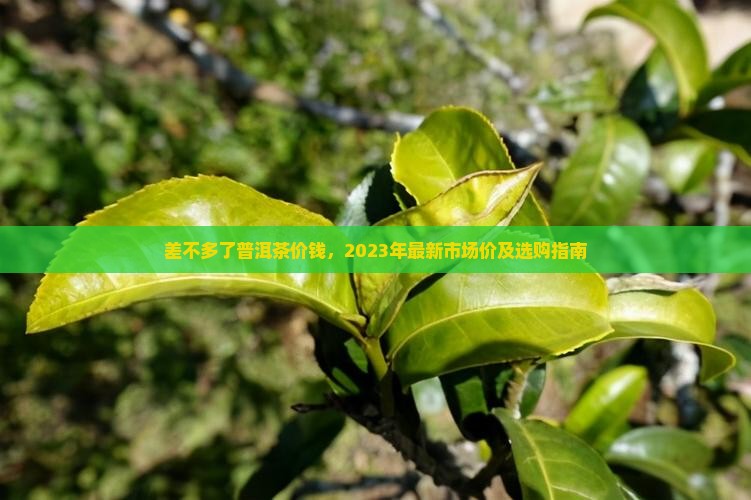 差不多了普洱茶价钱