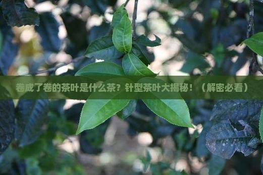 卷成了卷的茶叶是什么茶针型茶叶