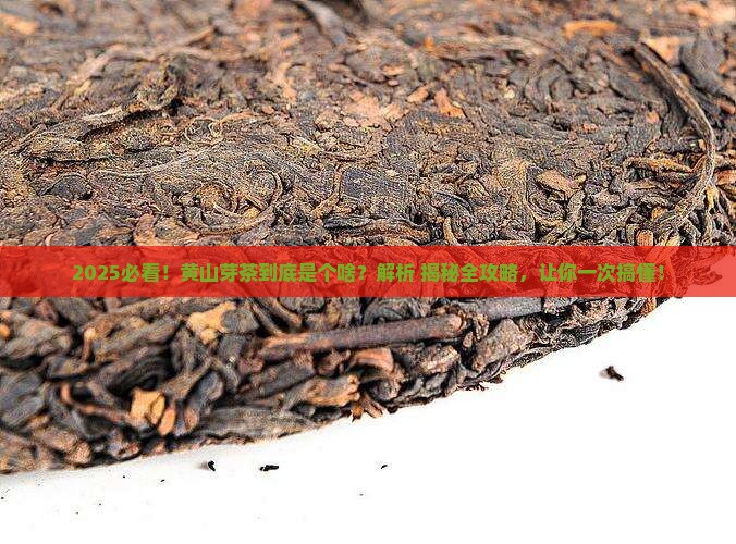 黄山芽茶叶是什么茶