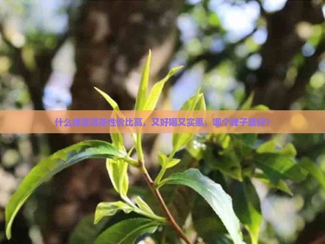 什么牌普洱茶性价比高