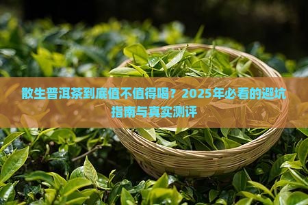 散生普洱茶推荐