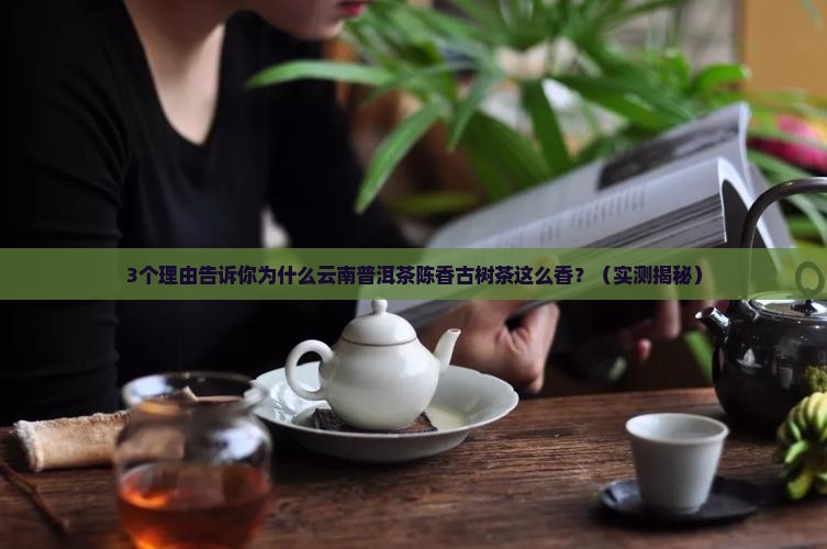 云南普洱茶陈香古树茶
