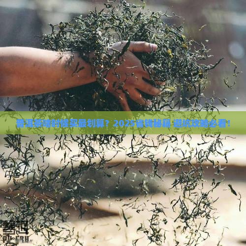 普洱茶什么时候买 普洱茶什么时候买