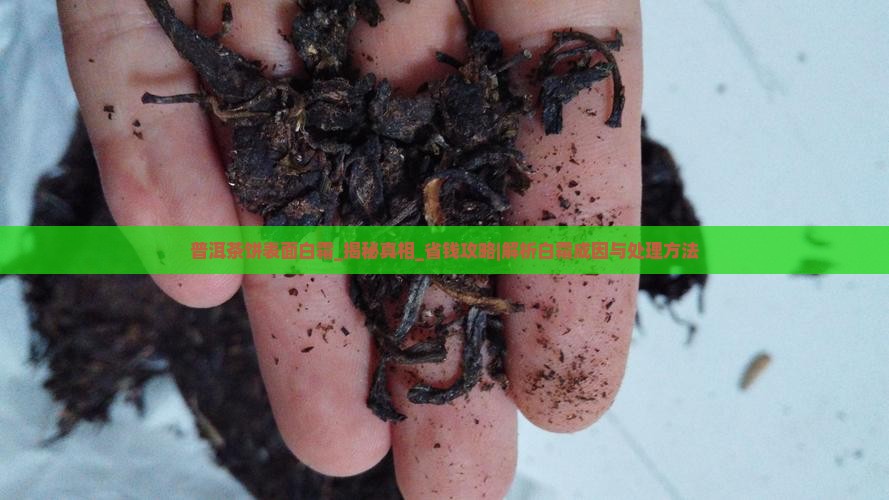 普洱茶饼表面白霜