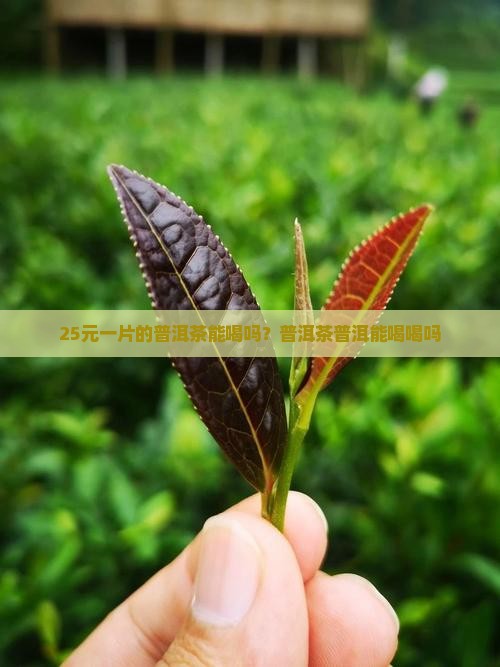 25元一片普洱茶能喝吗
