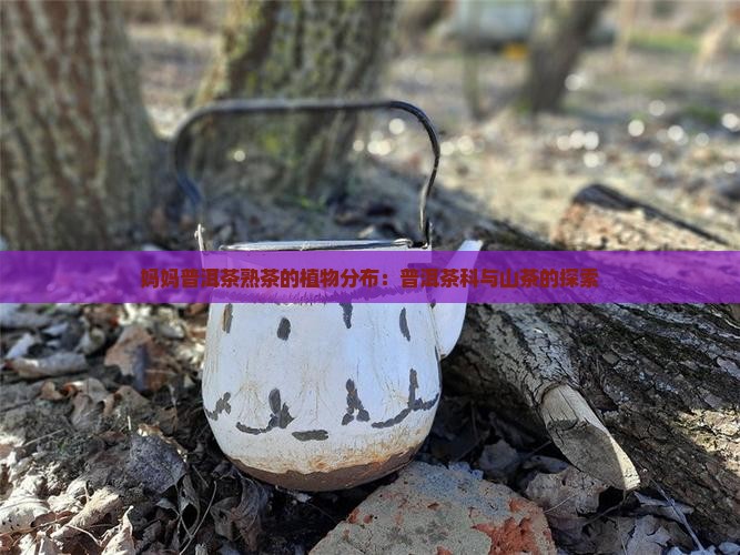 妈妈熟茶普洱茶