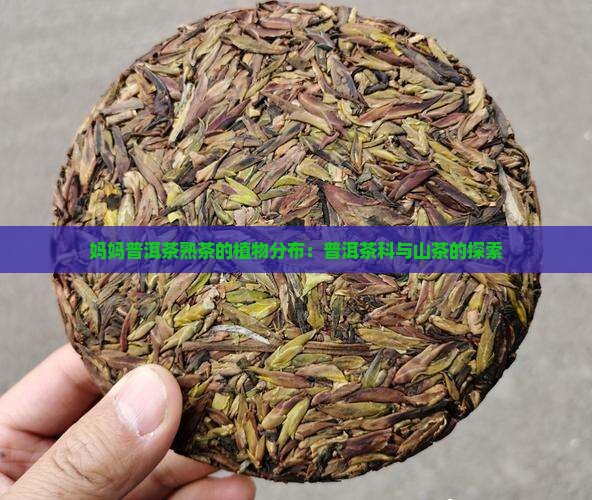 妈妈熟茶普洱茶