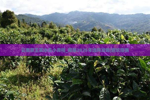 云南茶王寨冰岛小青柑