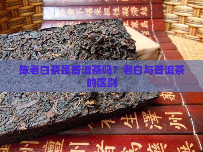 陈老白茶叶是普洱茶吗