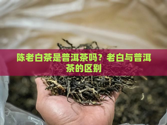 陈老白茶叶是普洱茶吗