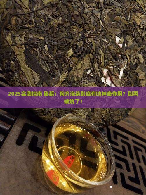 狗齐泡茶有什么作用