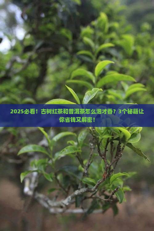 古树红茶怎么泡普洱茶