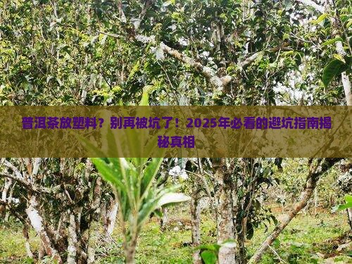 普洱茶存放塑料