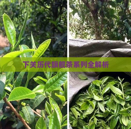 下关历代旗舰茶