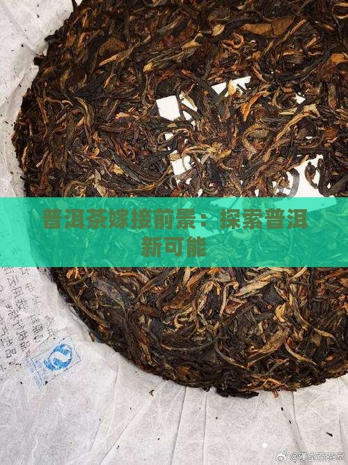普洱茶嫁接前景