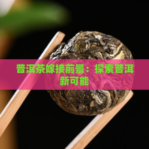 普洱茶嫁接前景