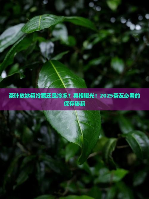 茶叶怎么存放冰箱冷藏还是冷冻好