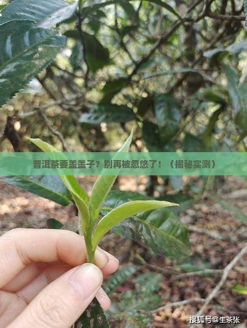普洱茶要盖盖子没