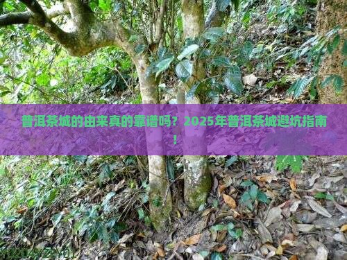 普洱茶城的由来