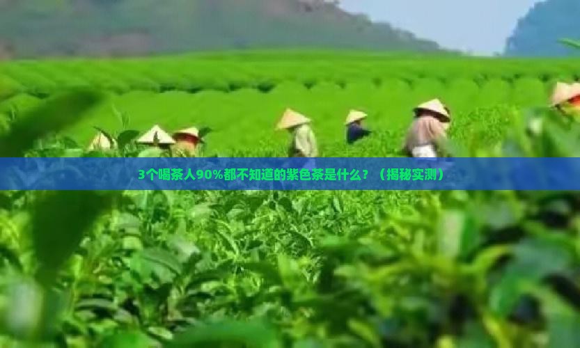 泡出来是紫色的茶是什么茶