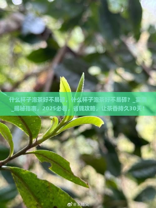 什么杯子泡茶好不易碎