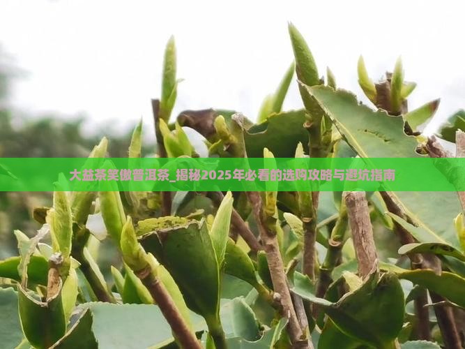 大益茶笑傲普洱茶
