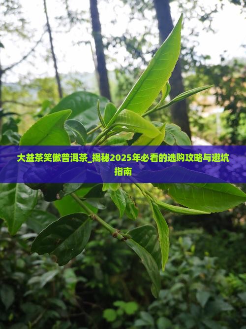 大益茶笑傲普洱茶